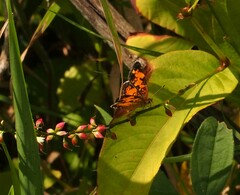 Phyciodes cocyta