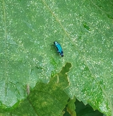 Agrilus acutus