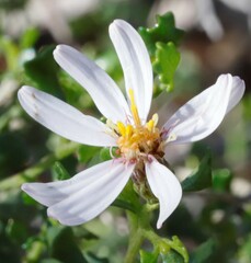 Olearia muelleri