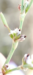 Polygonum