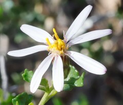 Olearia muelleri