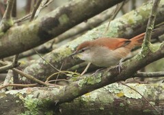 Certhiaxis cinnamomeus