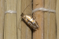 Phyllonorycter