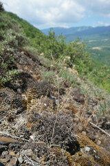 Arabidopsis thaliana