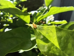 Chrysomeloidea