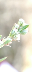 Polygonum