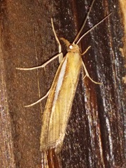 Agriphila selasella
