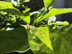 Chrysomeloidea