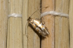 Phyllonorycter