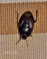 Geocnethus plagiatus