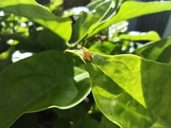 Chrysomeloidea