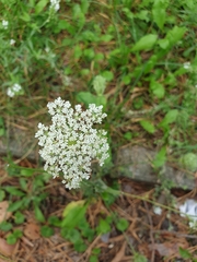 Daucus carota
