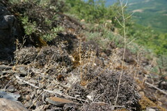 Teesdalia coronopifolia
