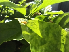 Chrysomeloidea