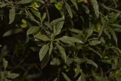 Eremophila serrulata