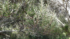 Acacia uncifolia