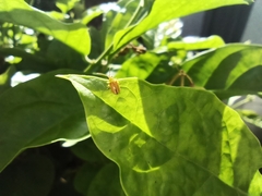 Chrysomeloidea