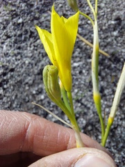Moraea