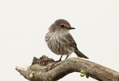 Pyrocephalus rubinus