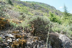 Genista verae