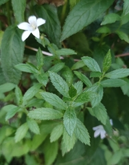 Campanula lactiflora