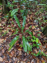 Nepenthes rafflesiana