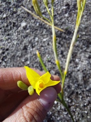 Moraea