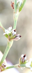 Polygonum