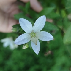 Campanula lactiflora