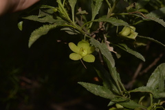 Eremophila serrulata