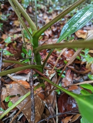 Nepenthes rafflesiana