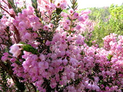 Erica irregularis
