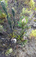 Protea longifolia