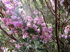 Erica irregularis