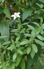 Campanula lactiflora