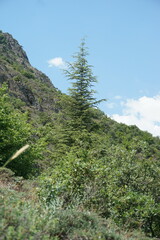 Cedrus libani