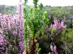 Erica irregularis