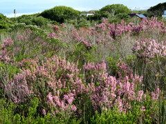 Erica irregularis