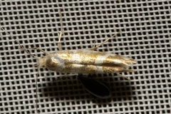 Argyresthia goedartella
