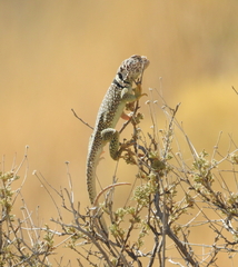 Crotaphytus collaris
