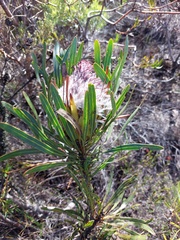 Protea longifolia