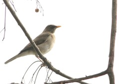 Turdus amaurochalinus
