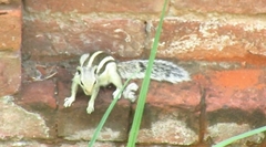 Funambulus pennantii