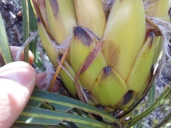 Protea longifolia
