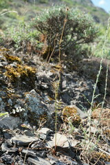 Sanguisorba minor balearica