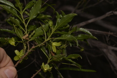 Eremophila serrulata