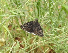 Erynnis