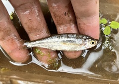 Parachela oxygastroides