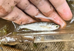 Parachela oxygastroides