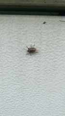 Pentatoma rufipes